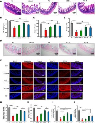 Water decoction of Pericarpium citri reticulatae and Amomi fructus ameliorates alcohol-induced liver disease involved in the modulation of gut microbiota and TLR4/NF-κB pathway